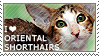 "I love oriental shorthairs" badge