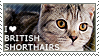 "I love British shorthairs" badge